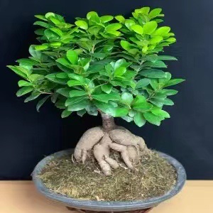 Panax banyan hojas banyan modelado bonsai interior planta de terraza en maceta plantación verde banyan viejo estaca fácil de cultivar cuatro estaciones