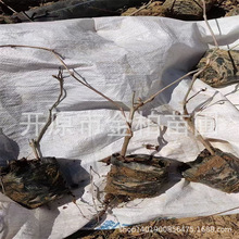 三叶五叶地锦攀爬植物杯苗爬山虎树苗护坡爬藤灌木墙体攀爬小苗