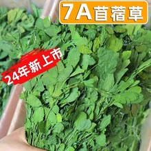 24年紫花苜蓿草干草毛重1kg豚鼠荷兰猪龙猫饲料草粮苜宿