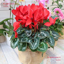 �ɿ́����Ԏ����l؛���B�҃Ȼ����ļ����̨�҃������^���Gֲ�辰