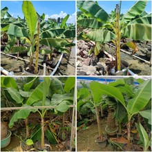 �Ž�������~�����Ә�ͥԺ�@�־G���Ž�����Ꭷֲ���L���^�p����