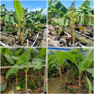 �Ž�������~�����Ә�ͥԺ�@�־G���Ž�����Ꭷֲ���L���^�p����