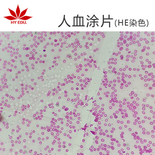 Human Blood Painting (He Staining) Microscope Biological Slicing Higher Education Biological Teaching Experiment Observation Research