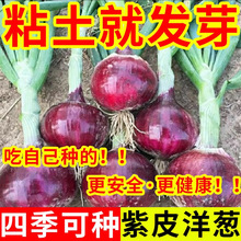 洋葱种子紫皮洋葱生吃特大秋季盆栽葱种圆葱扁圆紫色蔬菜种子大全