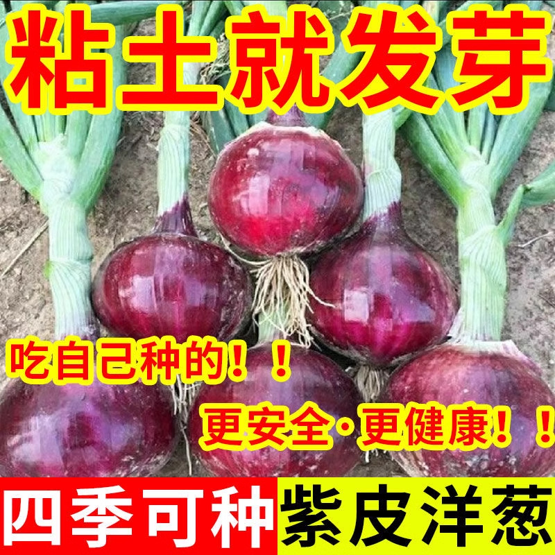 洋葱种子紫皮洋葱生吃特大秋季盆栽葱种圆葱扁圆紫色蔬菜种子大全