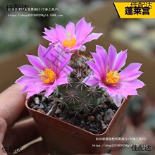 ���ֺ���������ϵ���ճ��������B����ϼ��M�϶�ë��������