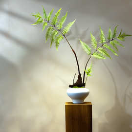 红磷蕨仿真绿植假花古风新中式茶室装饰禅意玄关摆件盆景仿真盆景