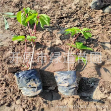 批发三叶地锦东北爬山虎五叶地锦杯苗攀爬藤本盆栽苗