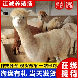 特种兽畜;其他装饰摆件;特种珍禽