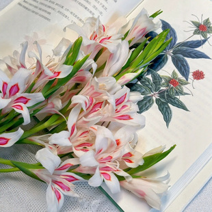Rare Niche Mini Cat's Claw Sword Lily Flowers Small Flower Type Sword Lily Home Hydroponic Flowers High-End
