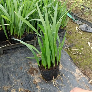 2402 base wholesale supply long scale palm seedlings seedlings palm family palm palm evergreen trees