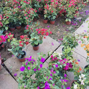 ����÷��ɫ�ΰ�������Զ༾�_������÷�辰�߲ʻ�����Ԯֲ�ﻨ��