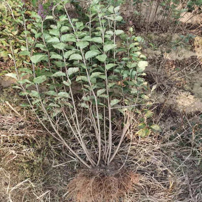 供应四季丁香绿篱四季丁香球小叶丁香价格丁香播树