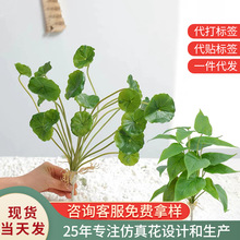 仿真铜钱草兜马叶红掌叶铜钱叶家居装饰摆件植物客厅餐厅造景跨境