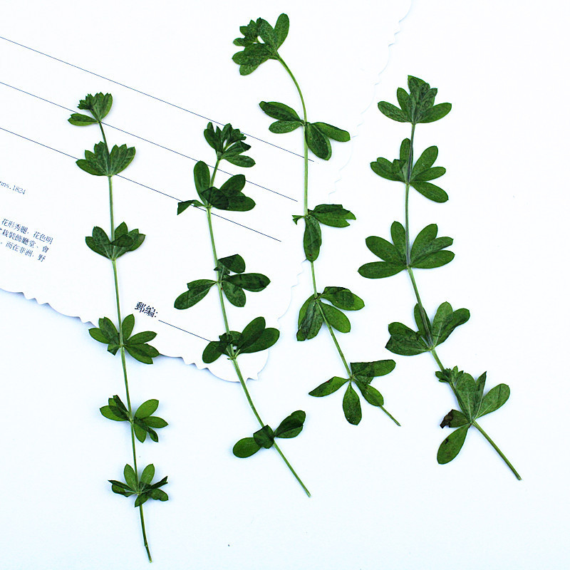 Lala vine leaves real leaves embossed dried flowers wholesale drop glue mobile phone case handmade photo frame bookmark leaves stickers dried flowers