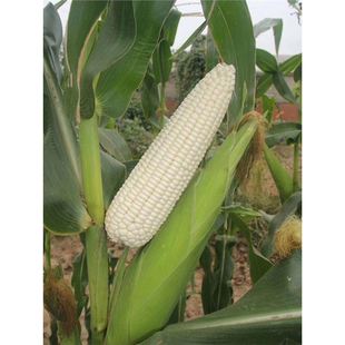 White Sweet Waxy Corn Seeds, High Yield, Sowing White Waxy Corn in All Seasons, Non-Transformed National Review Farm Super Sweet Plus Waxy Corn Seeds