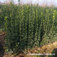基地绿化苗木行道树绿 篱植物北海道黄杨卫矛冬青苗 护坡绿化灌丛