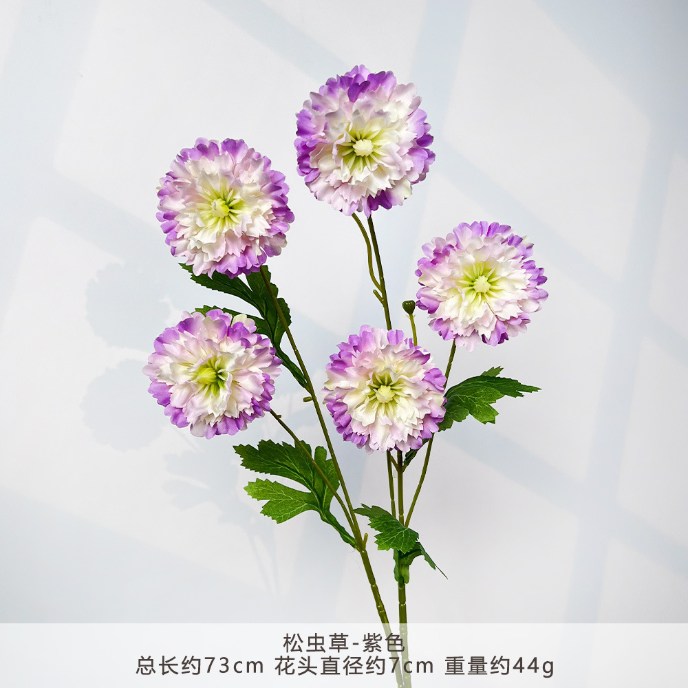 MJ-松虫草-紫色