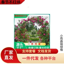 һ�����l�W���Nޱ�������Ի���ֲ���̨ͥԺ�ٱ��¼���������÷��