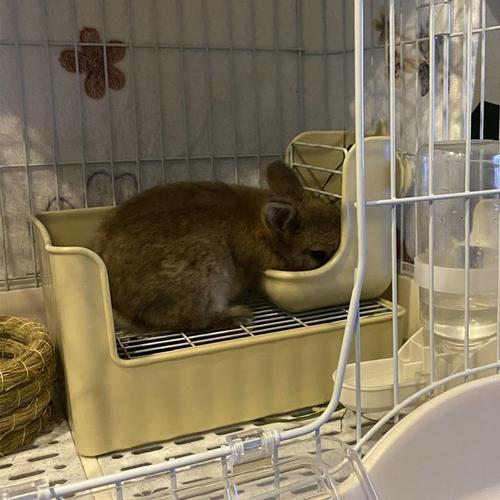 Rabbit toilet rabbit toilet anti-spray pet chinchilla mink guinea pig urinal toilet supplies economical