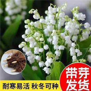 ��m����N��ѿ���㻨�ܷN���ļ��ͺ������҃���N���_���Gֲ��