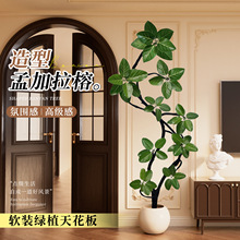 造型孟加拉榕树盆栽网红植物榕室内客厅大型落地式感绿植