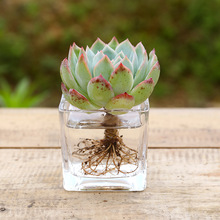 莎莎女王多肉植物 莎莎女王多肉植物品牌 图片 价格 莎莎女王多肉植物批发 阿里巴巴 莎莎女王多肉植物 莎莎女王多肉植物品牌 图片 价格 莎莎女王多肉植物批发 阿里巴巴