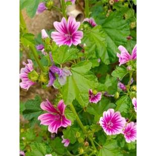 �\���N�ӻ��N���G�����X�ϻ������N�����ļ��׻�ߗUͥԺ�����N��