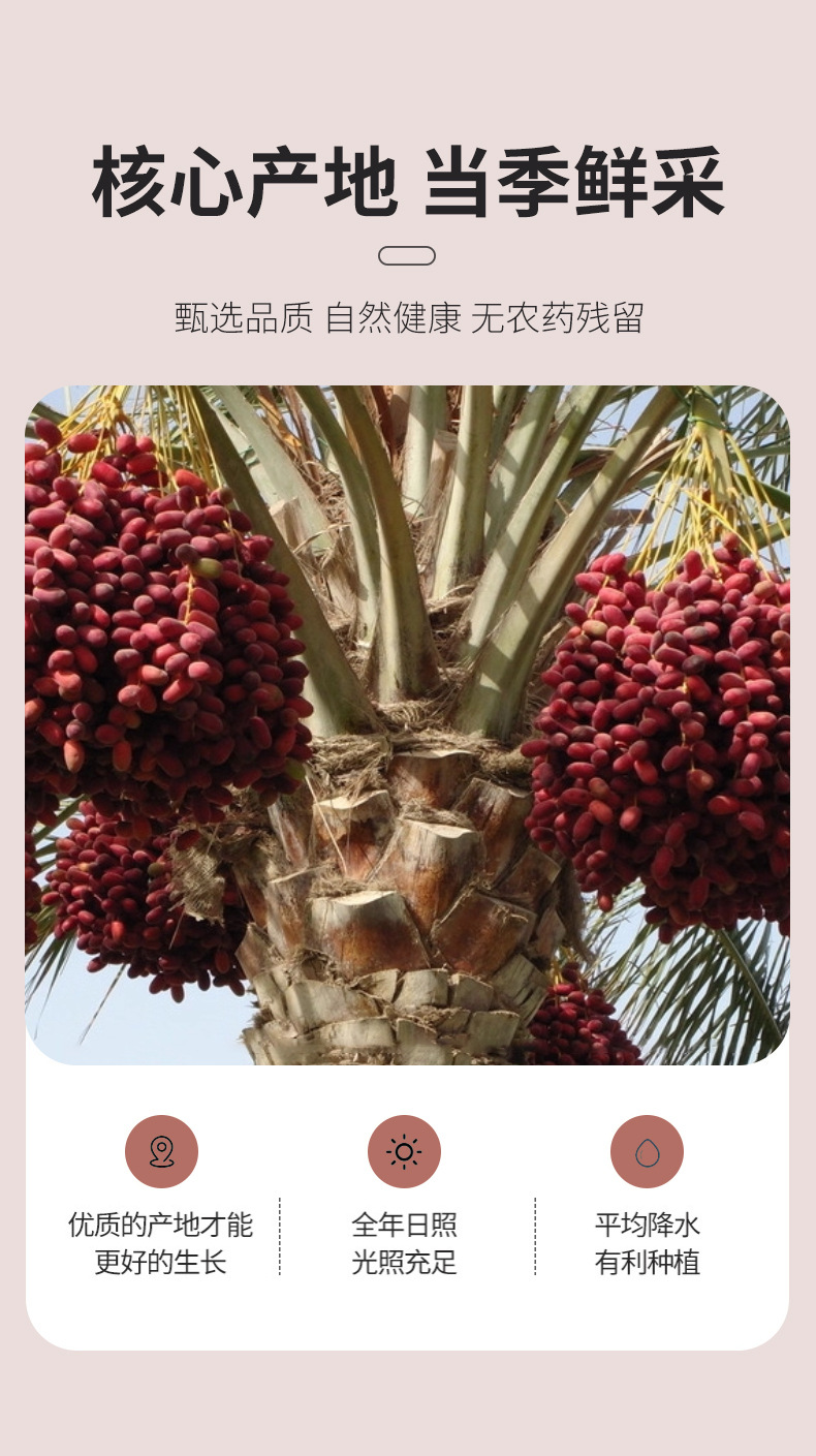 Black Dates 500g Xinjiang Dried Fruit Snack Soft Sweet Natural Wholesale Pack quality and texture