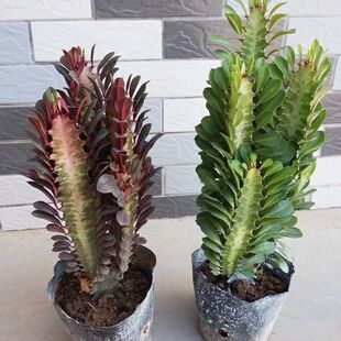 ��������ֲ�����Դ��k����������ؔ�辰�҃ȿ͏d���B����Gֲ����