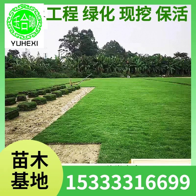 Основа оптовой продажи газонного покрытия Four Seasons Green Lawn с почвой для парков, дворов, инженерных и зеленых зон, рулонный газон для улицы