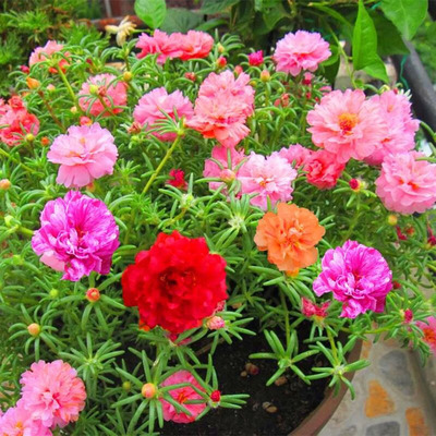 Semillas de rosas Flores en macetas en todas las estaciones Flores en macetas Plantas Flores en interiores y exteriores Semillas en macetas explosivas Balcón del patio