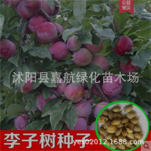 ���Ә�N�� �t�~�����~�� ���~���~������� �W���}���N��