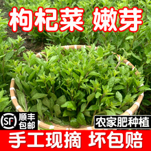 �V����轲�ѿ���~���^���rҰ����ʳ���r���ЙC���T�߲��Բ˲����r