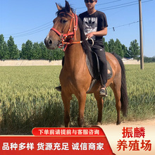 �����x��һƥ�õ��T���R ����Ҫ�ɹ��R �����R ���a�����R