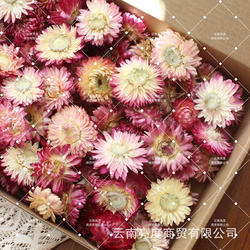 【小雏菊 麦秆菊】干花批发diy材料包真花花材手工拍照装饰七彩菊|undefined