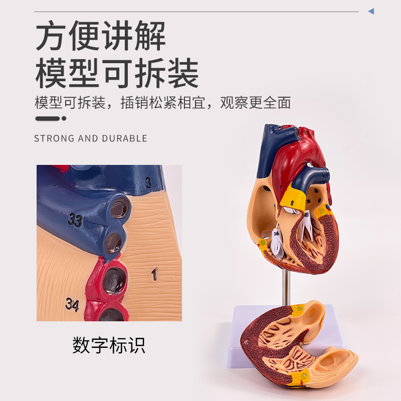 El modelo natural de la anatomía del corazón grande del cuerpo humano tiene modelo de enseñanza médico del corazón del ultrasonido de 34 logotipos