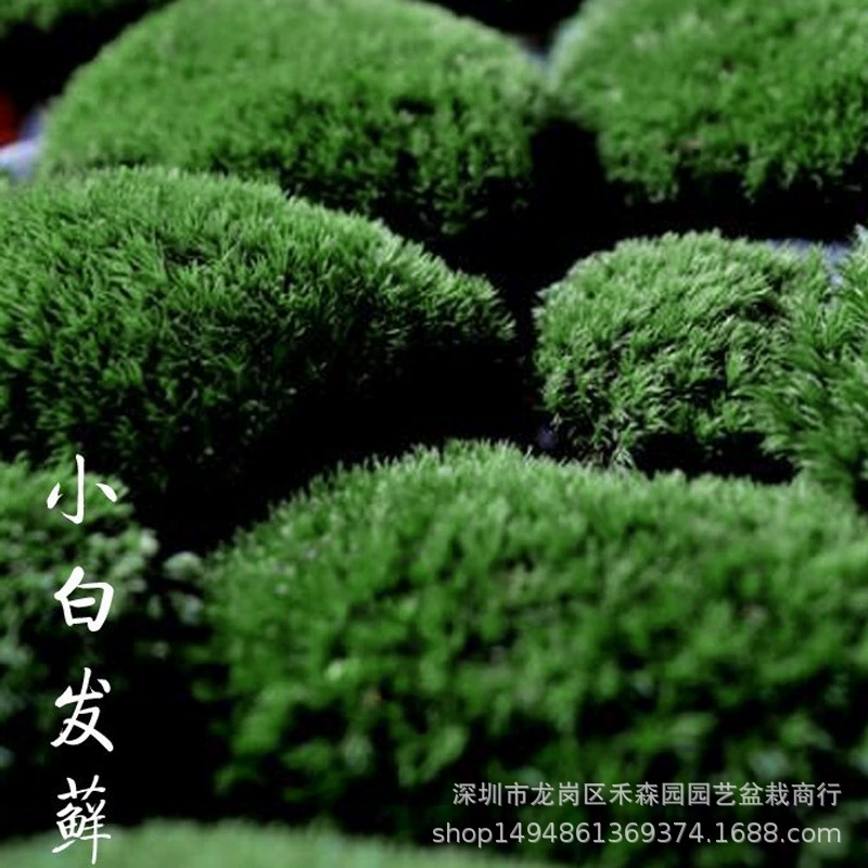Короткий бархатный мох микропейзаж мох белые волосы мох бонсай тротуар свежий большой Серый мох Рокарий вода и земля резервуар Ландшафтные растения