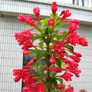 Cold-Resistant Balcony Courtyard Hedge Plant Red Prince Weigela Flower Seedlings Potted Plants Bloom in All Seasons and Have a Long Flowering Period and Are Resistant to Shade and Cold