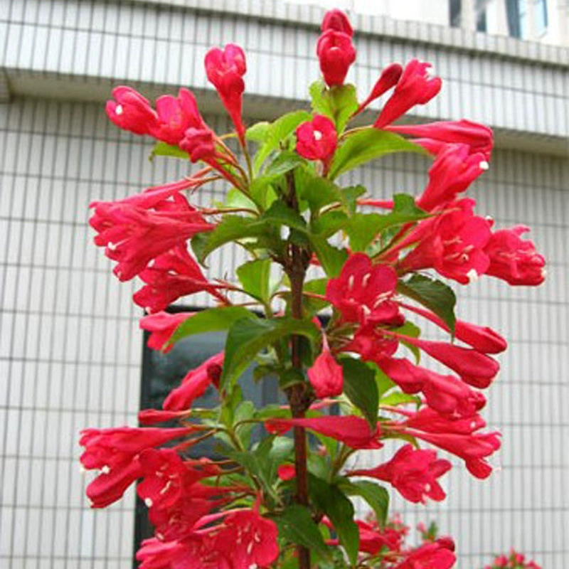 Морозостойкое растение для живой изгороди на балконе и во дворе. Редкий принц, саженец вегели, цветущее растение в горшке, цветет в любое время года и имеет длительный период цветения, а также устойчив к холоду и тени.