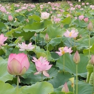 Generation Space Lotus No. 36 Lotus Root Block, Lotus Seed Picking and Lotus Root Belt Variety, Easy to Grow Flowers, Many Capsuless and Large Capsuless