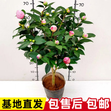 2025�����൤�tɽ�軨���Ԙ������Ǵ�tɫ�������҃��ļ��Gֲ�軨