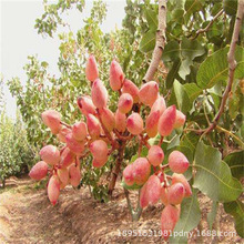 ���ڼ޽��_�Ĺ����������������Ϸ��Nֲ����Y���_�Ĺ����Ե���