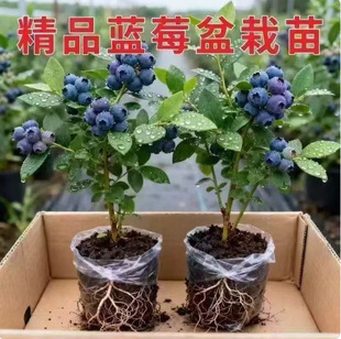 �{ݮ��������Ԙ����ش�̖�����̨ͥԺ�҃ȾGֲ�ļ����ԽY��ֲ��