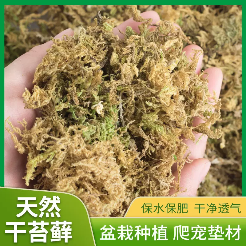 干苔藓干水苔爬宠乌龟运输冬眠垫材蝴蝶兰多肉组盆栽培种植营养土