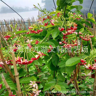 Climbing Vines Make Gentlemen's Origin Slope Greening Climbing Vines Make Gentlemen Plant Firecracker Flowers Quote