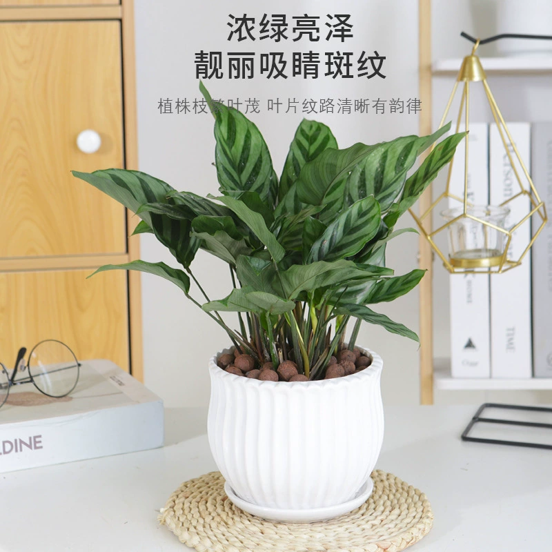 Зеленый лист каладиум, маленький горшок с кошачьим глазом, домашняя гостиная, рабочий стол, офис, четырехсезонное вечнозеленое растение, красочный цветок, поглощающий формальдегид