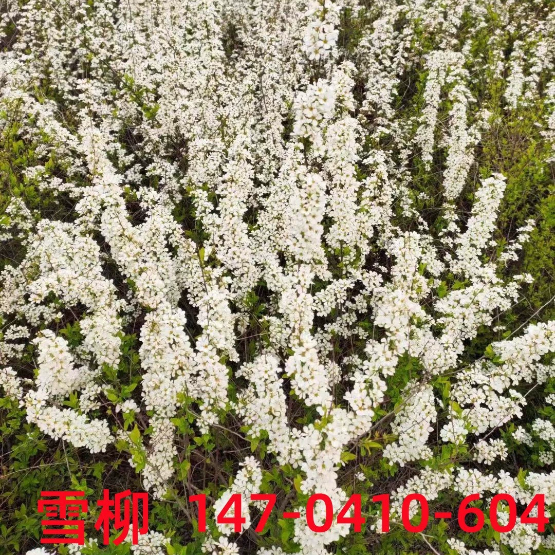 Снег плетеная Северо-Восточная Снежная ива сушеные ветви цветок в помещении повышение воды снег ива цветение в воде национальная доставка