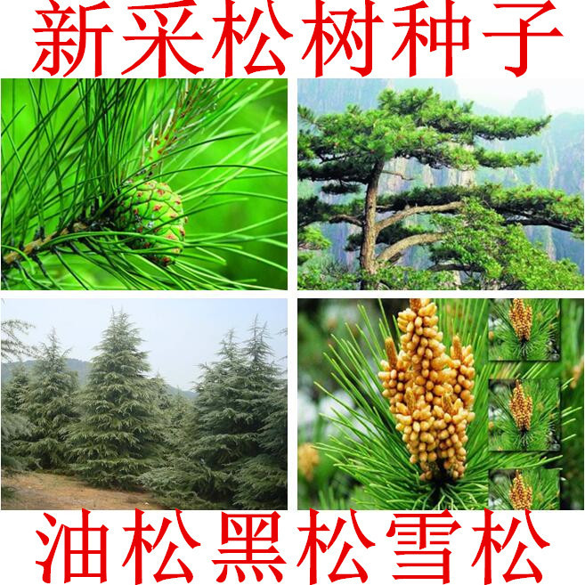 批发松树种子油松黑松马尾松雪松白皮松落叶松湿地松罗汉松金钱松