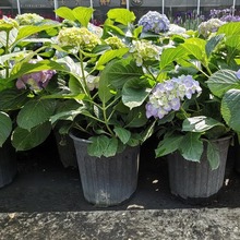 ����o�M��2�Ӂ����� �����M���^��ֲ�� �ɶ��@�־G��������ľ